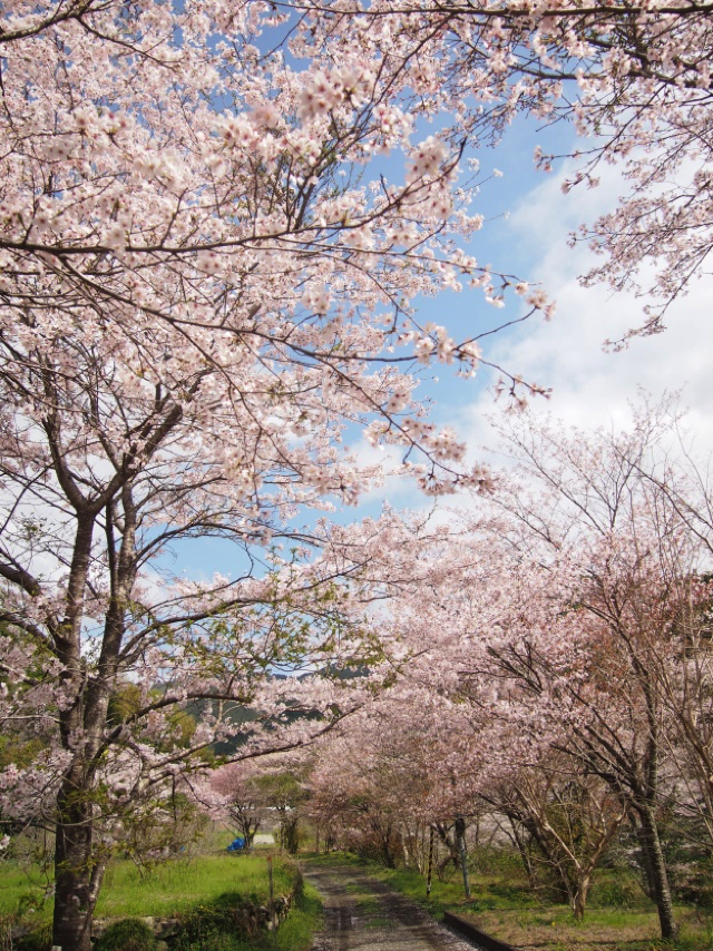 平山の桜１４