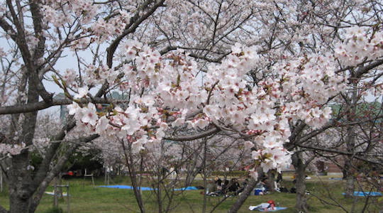 鏡野公園（桜）トップ