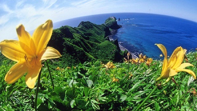 エゾカンゾウの咲く神威岬