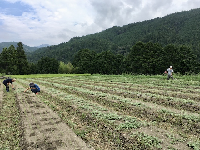 夏の終わり　発芽した人参を救出する草取り作業と畝間の草刈り（2020.08.18）