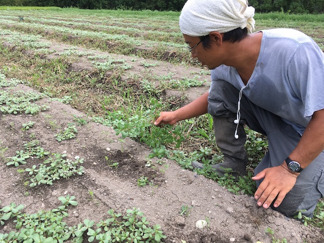 隼人さんは、草取りを伝授しながら、植生や畝の方角の意味なども教えてくれる。 （写真の草は、酷暑の中、畝を高温に熱しても負けないスベリヒユ。食用にする地域もある。）