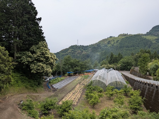田んぼからおりてくる途中、明るい農村の畑全体が見下ろせます。奥のブルーシートが開会式をした地点